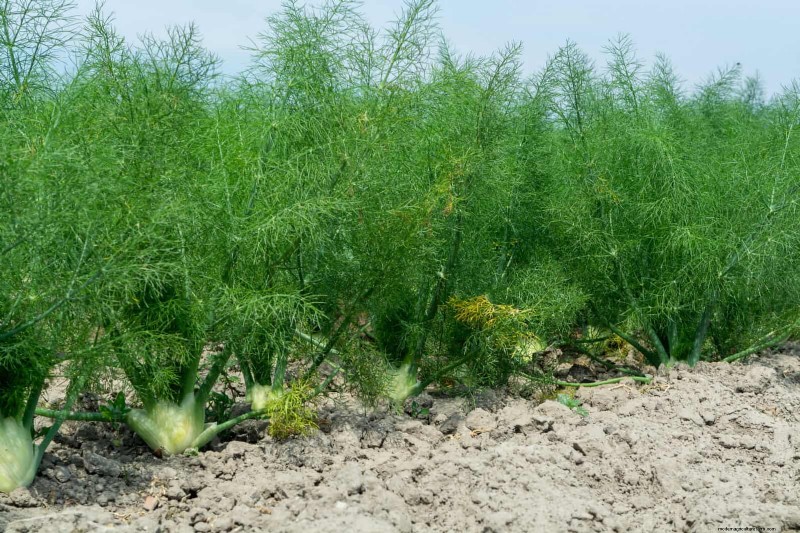 Drought-Tolerant & Low-Maintenance Plants for Poor Soil