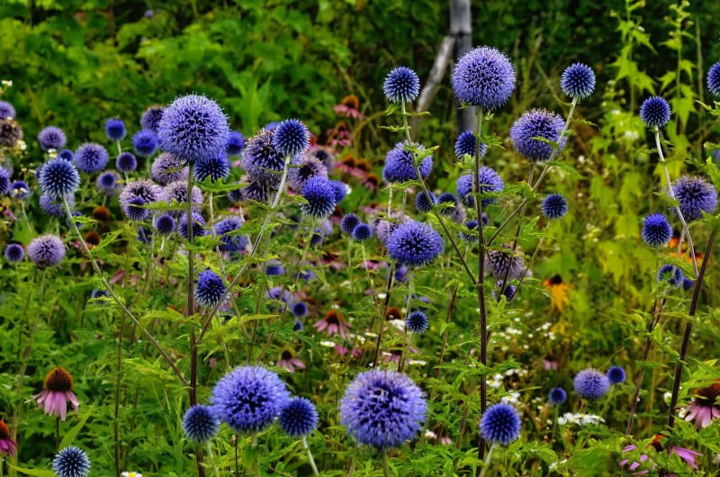 Drought-Tolerant & Low-Maintenance Plants for Poor Soil