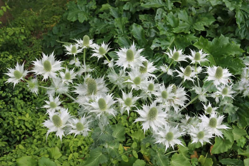 Drought-Tolerant & Low-Maintenance Plants for Poor Soil