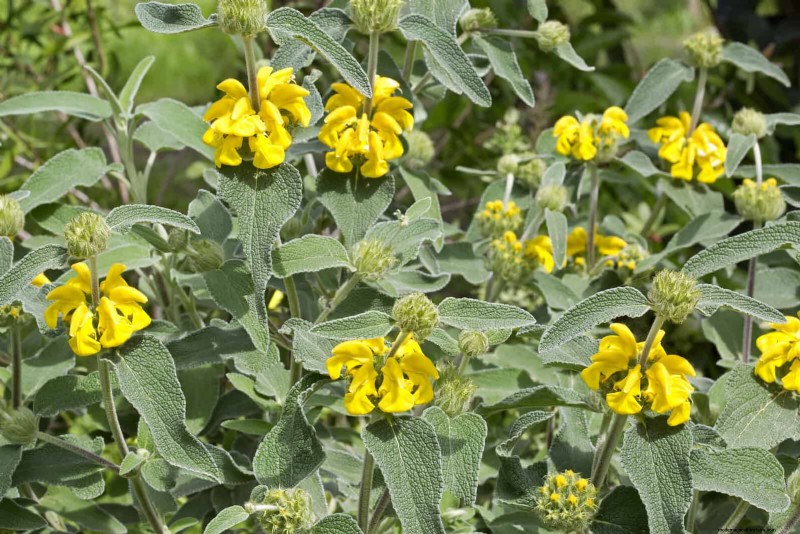 Drought-Tolerant & Low-Maintenance Plants for Poor Soil