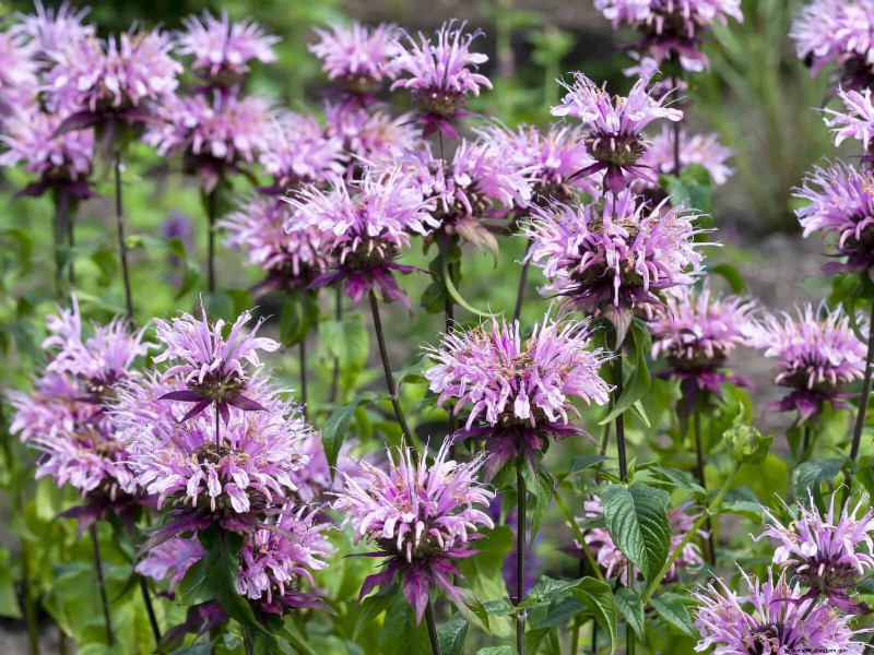 Drought-Tolerant & Low-Maintenance Plants for Poor Soil