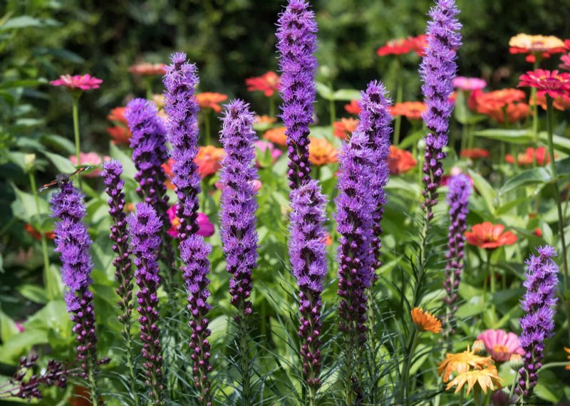 Drought-Tolerant & Low-Maintenance Plants for Poor Soil