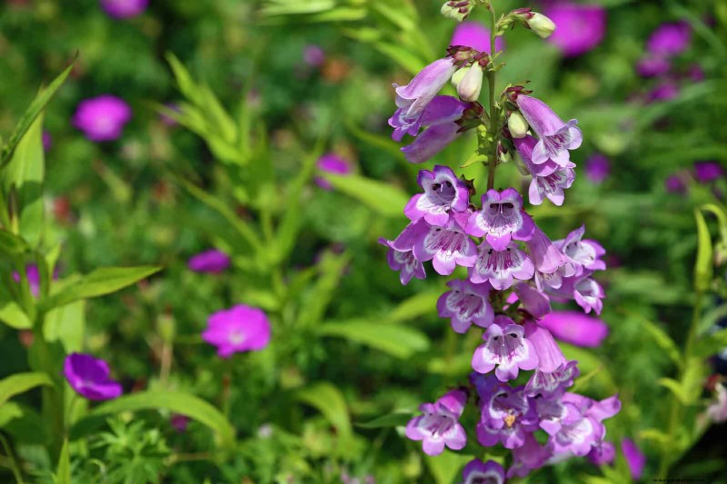 Drought-Tolerant & Low-Maintenance Plants for Poor Soil