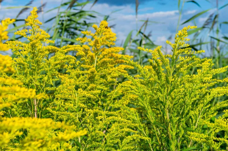 Drought-Tolerant & Low-Maintenance Plants for Poor Soil