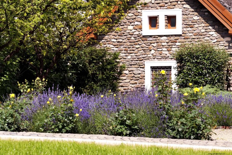 Low-Maintenance Border Plants: 25 Beautiful Choices for Effortless Garden Beds