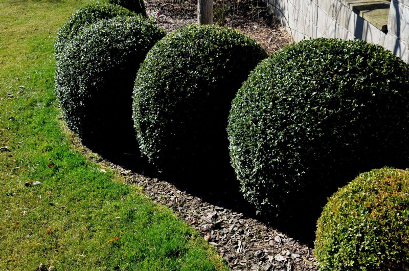 Low-Maintenance Border Plants: 25 Beautiful Choices for Effortless Garden Beds