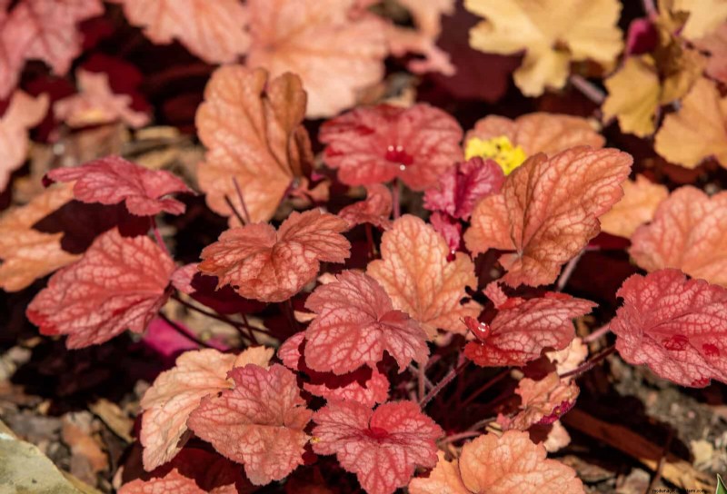 Low-Maintenance Border Plants: 25 Beautiful Choices for Effortless Garden Beds