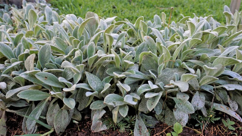 Low-Maintenance Border Plants: 25 Beautiful Choices for Effortless Garden Beds