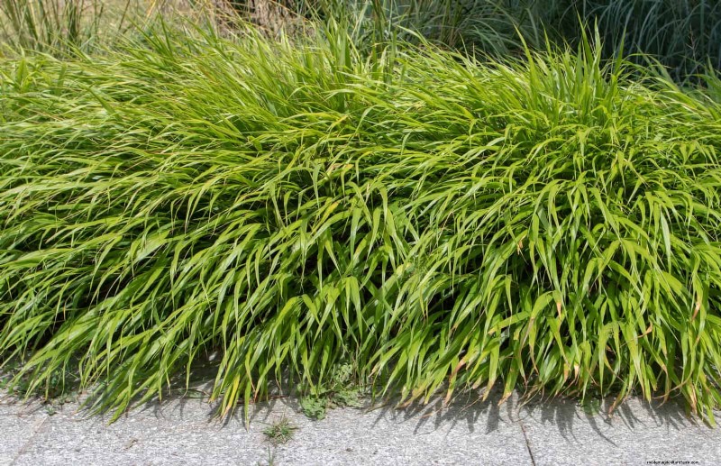 Low-Maintenance Border Plants: 25 Beautiful Choices for Effortless Garden Beds