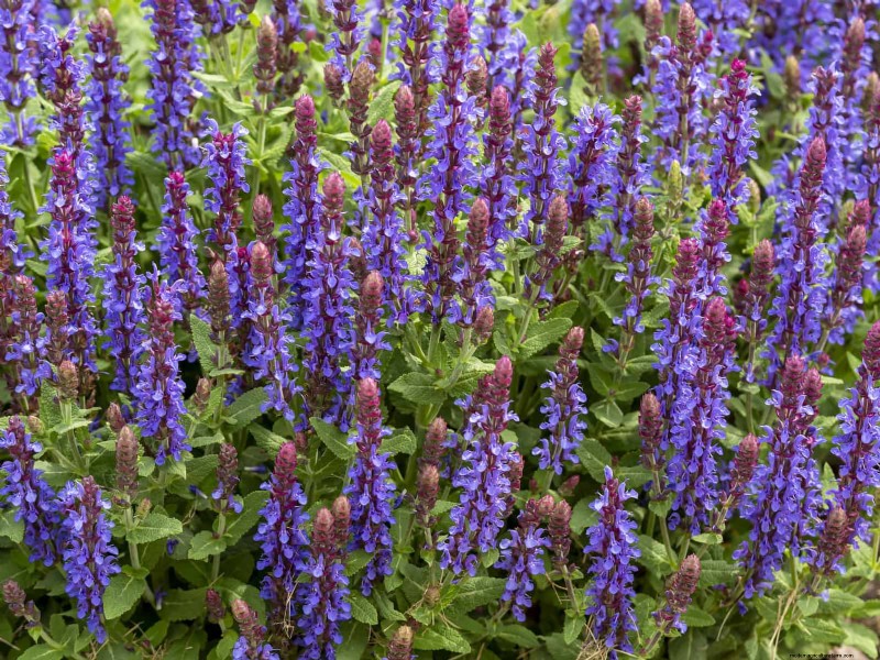 Low-Maintenance Border Plants: 25 Beautiful Choices for Effortless Garden Beds