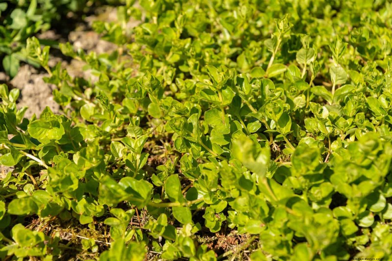 Low-Maintenance Border Plants: 25 Beautiful Choices for Effortless Garden Beds