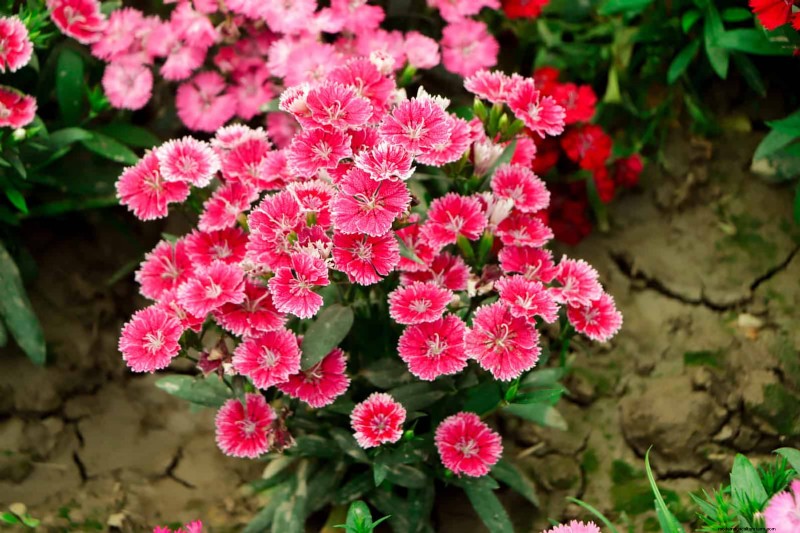 Low-Maintenance Border Plants: 25 Beautiful Choices for Effortless Garden Beds