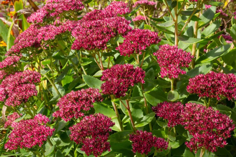 Low-Maintenance Border Plants: 25 Beautiful Choices for Effortless Garden Beds