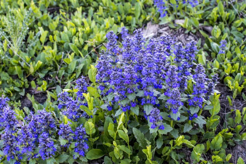 Low-Maintenance Border Plants: 25 Beautiful Choices for Effortless Garden Beds