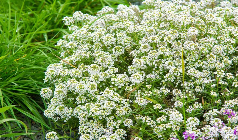 Low-Maintenance Border Plants: 25 Beautiful Choices for Effortless Garden Beds