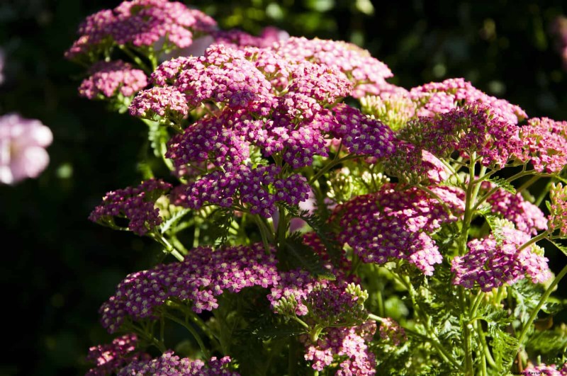 Low-Maintenance Border Plants: 25 Beautiful Choices for Effortless Garden Beds
