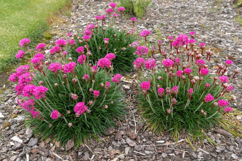 Low-Maintenance Border Plants: 25 Beautiful Choices for Effortless Garden Beds