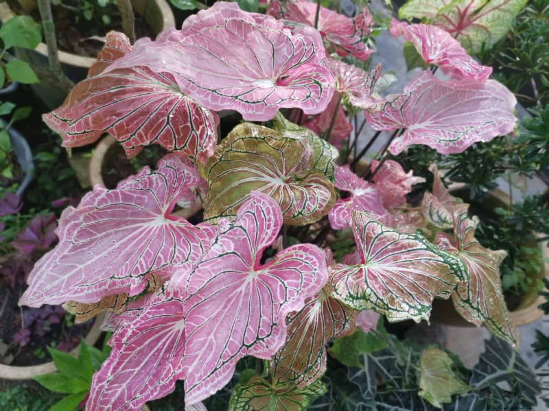 Low-Maintenance Border Plants: 25 Beautiful Choices for Effortless Garden Beds