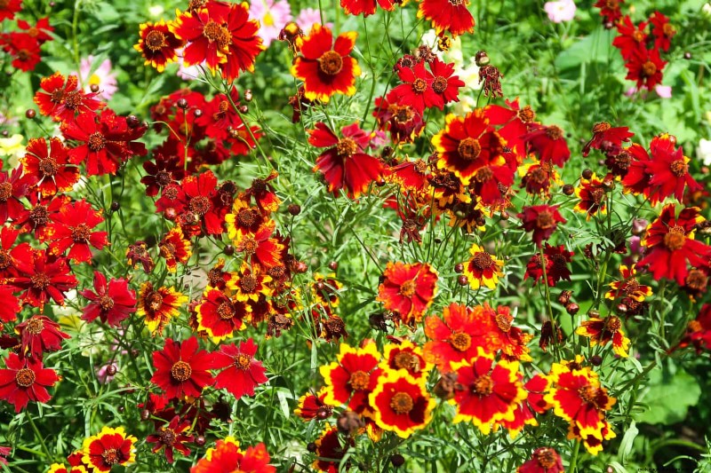 Low-Maintenance Border Plants: 25 Beautiful Choices for Effortless Garden Beds