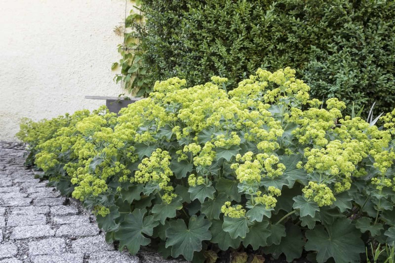 Low-Maintenance Border Plants: 25 Beautiful Choices for Effortless Garden Beds