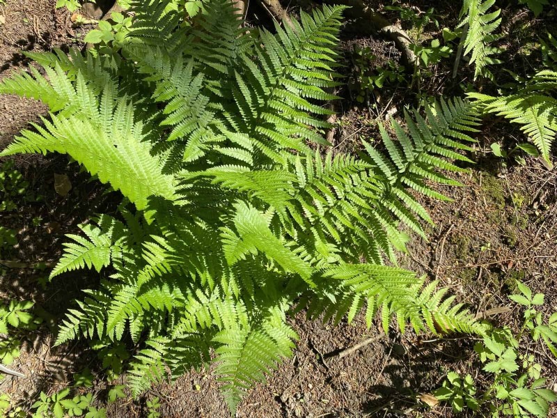 Low-Maintenance Border Plants: 25 Beautiful Choices for Effortless Garden Beds