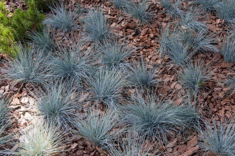 Low-Maintenance Border Plants: 25 Beautiful Choices for Effortless Garden Beds