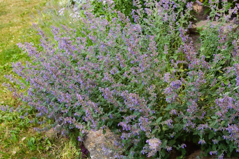 Low-Maintenance Border Plants: 25 Beautiful Choices for Effortless Garden Beds