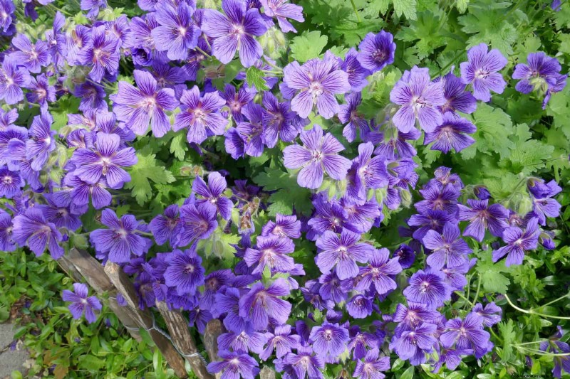 Low-Maintenance Border Plants: 25 Beautiful Choices for Effortless Garden Beds