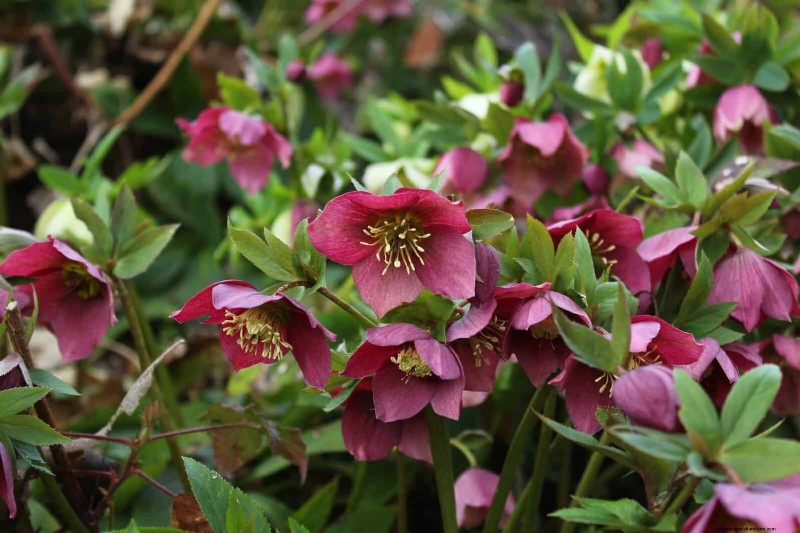 Low-Maintenance Border Plants: 25 Beautiful Choices for Effortless Garden Beds
