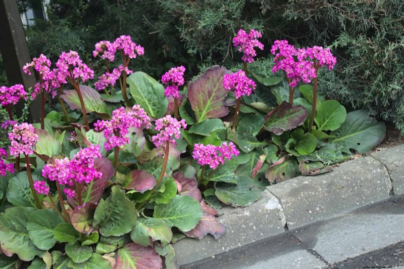Low-Maintenance Border Plants: 25 Beautiful Choices for Effortless Garden Beds