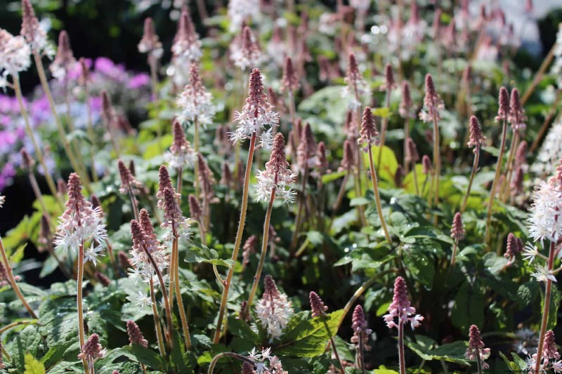 Low-Maintenance Border Plants: 25 Beautiful Choices for Effortless Garden Beds