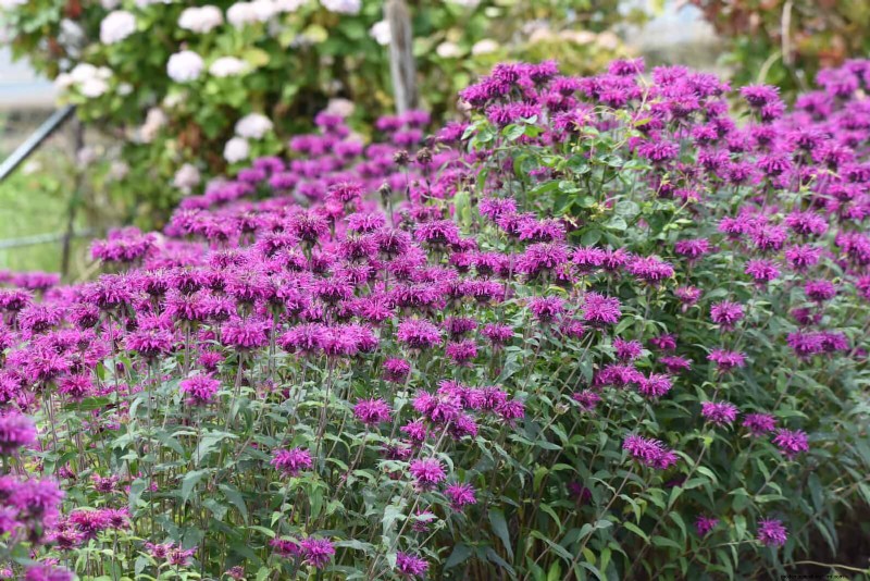 Low-Maintenance Border Plants: 25 Beautiful Choices for Effortless Garden Beds