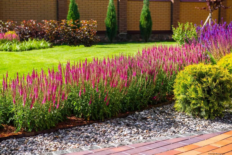 Low-Maintenance Border Plants: 25 Beautiful Choices for Effortless Garden Beds