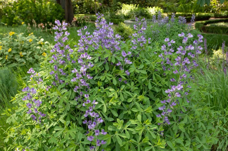 Attract Pollinators: 23 Native Plants for a Thriving Backyard Ecosystem