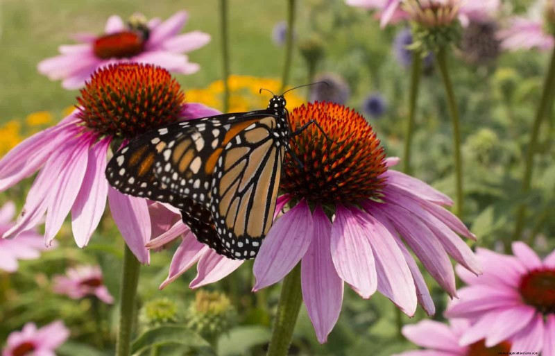 Attract Pollinators: 23 Native Plants for a Thriving Backyard Ecosystem