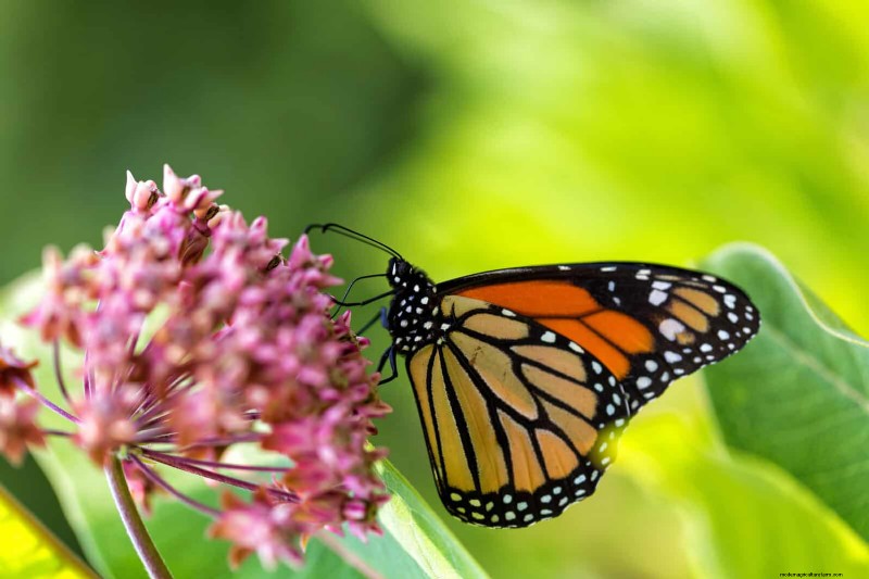 Attract Pollinators: 23 Native Plants for a Thriving Backyard Ecosystem