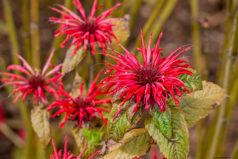 Attract Pollinators: 23 Native Plants for a Thriving Backyard Ecosystem