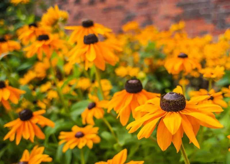 Attract Pollinators: 23 Native Plants for a Thriving Backyard Ecosystem