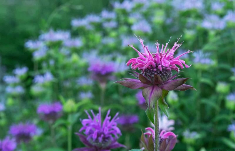 Attract Pollinators: 23 Native Plants for a Thriving Backyard Ecosystem