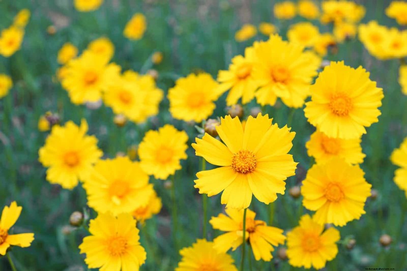 Attract Pollinators: 23 Native Plants for a Thriving Backyard Ecosystem