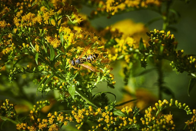Attract Pollinators: 23 Native Plants for a Thriving Backyard Ecosystem