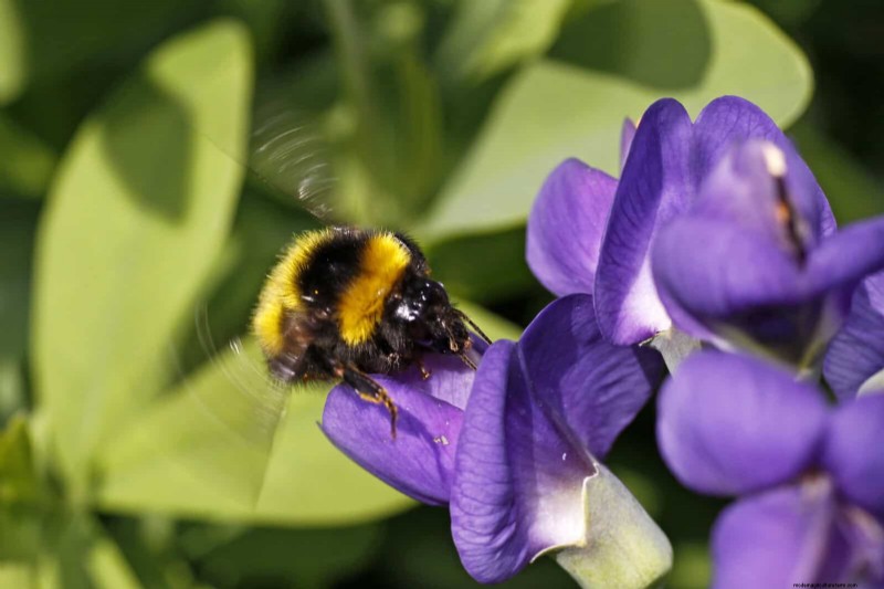 Attract Pollinators: 23 Native Plants for a Thriving Backyard Ecosystem