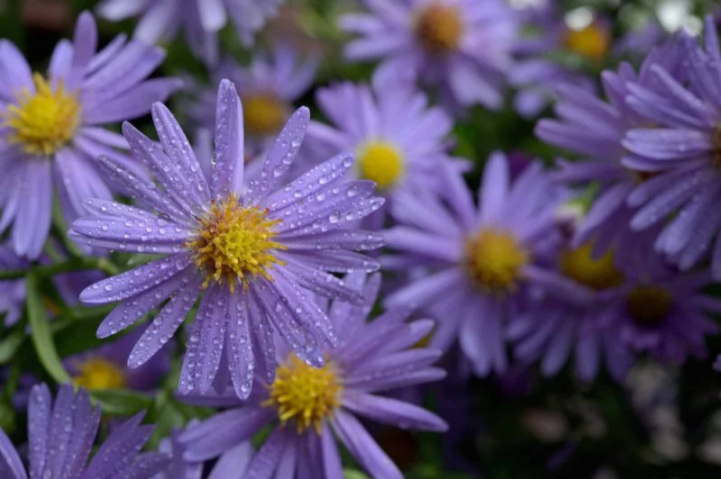 Attract Pollinators: 23 Native Plants for a Thriving Backyard Ecosystem
