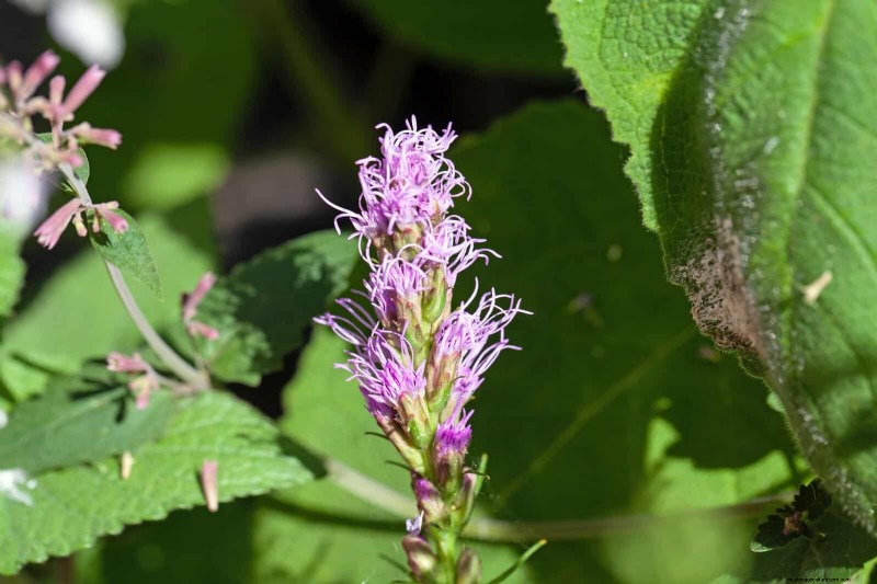 Attract Pollinators: 23 Native Plants for a Thriving Backyard Ecosystem