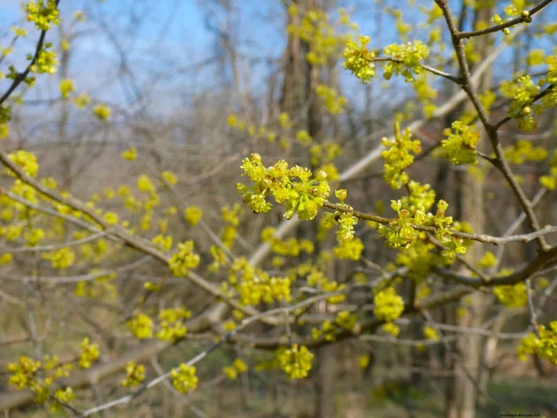 Attract Pollinators: 23 Native Plants for a Thriving Backyard Ecosystem