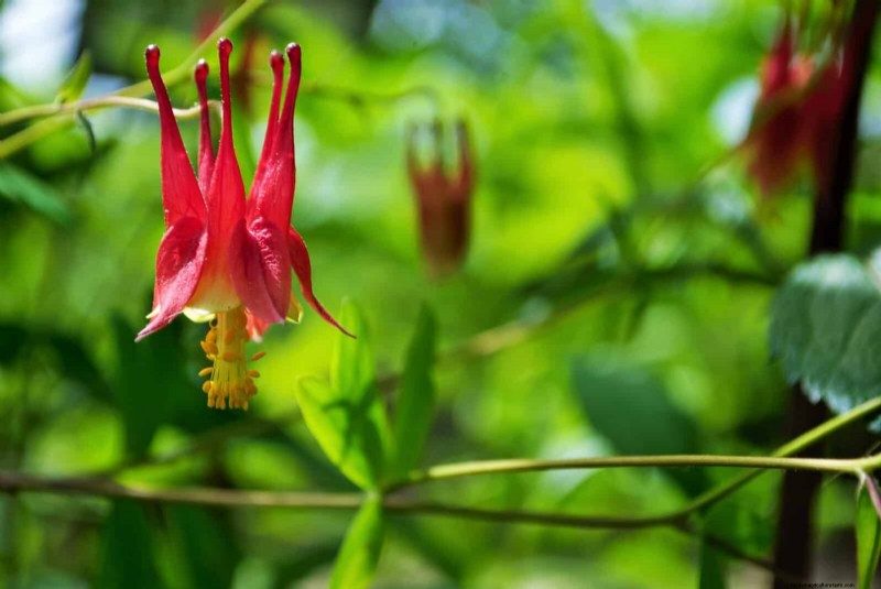 Attract Pollinators: 23 Native Plants for a Thriving Backyard Ecosystem