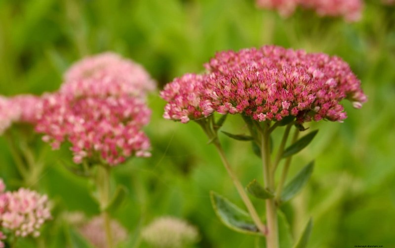 Attract Pollinators: 23 Native Plants for a Thriving Backyard Ecosystem