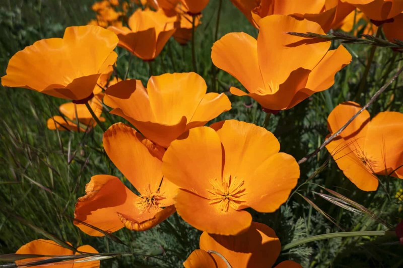 Attract Pollinators: 23 Native Plants for a Thriving Backyard Ecosystem