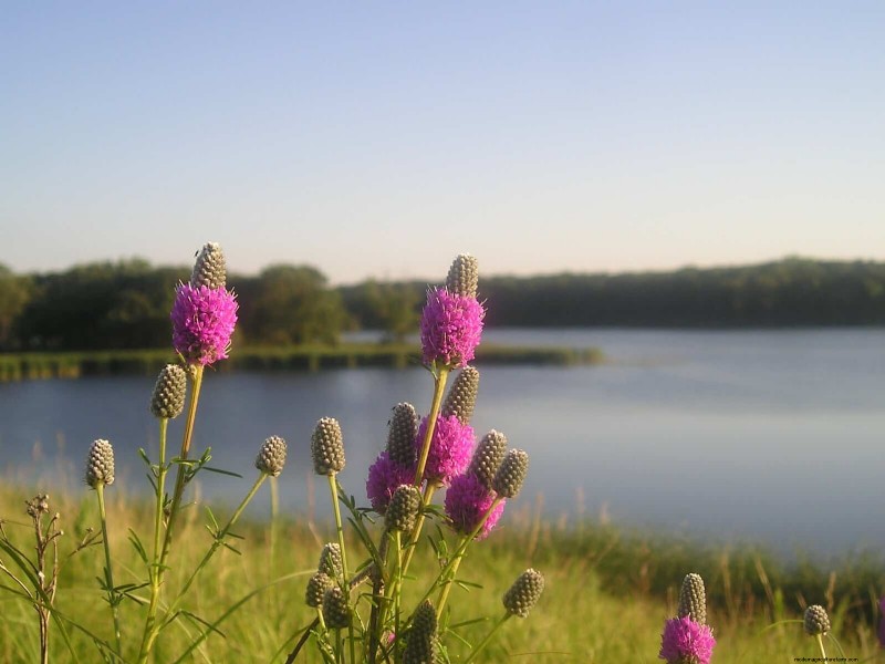 Attract Pollinators: 23 Native Plants for a Thriving Backyard Ecosystem