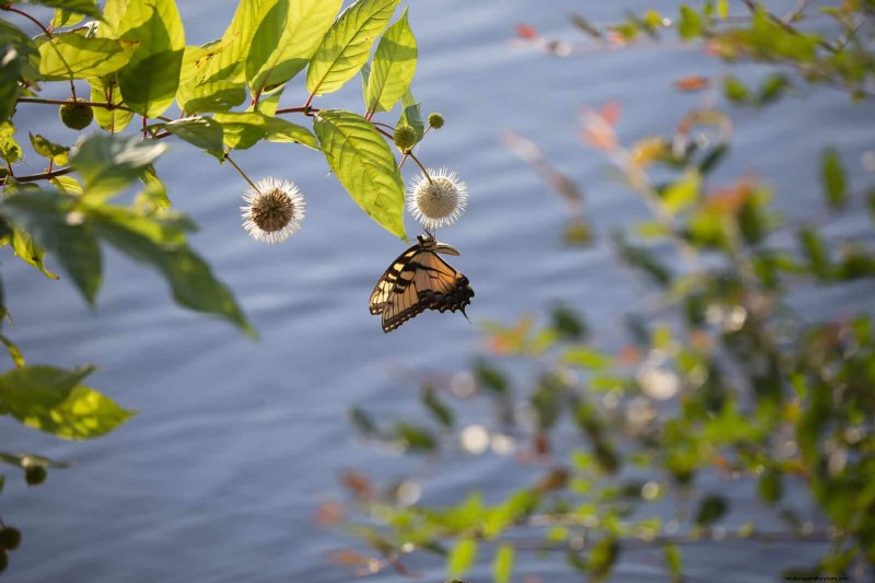 Attract Pollinators: 23 Native Plants for a Thriving Backyard Ecosystem